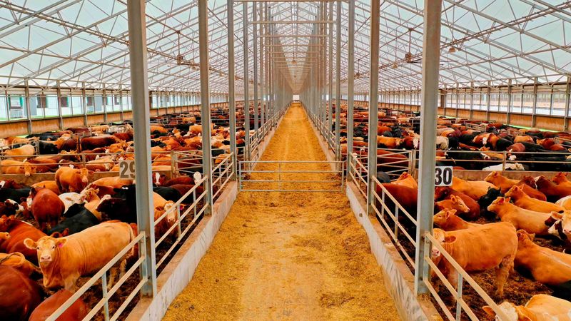 Inside a Bielak Family Farms barn with cattle in pens on both sides
