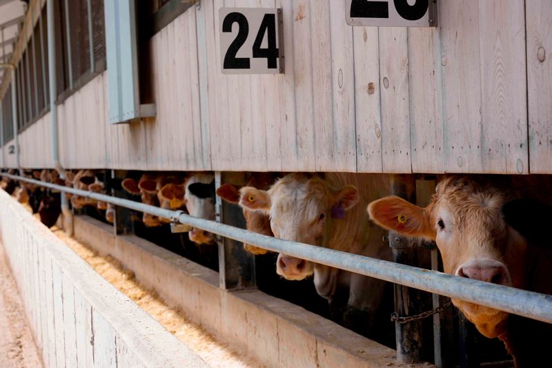 Cattle at the feed bunk at Bielak Family Farms